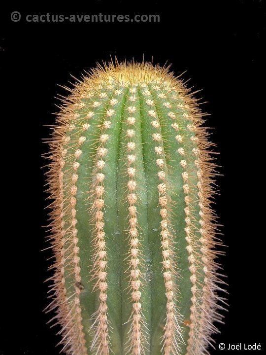 Trichocereus schickendantzii fabrisii Dscf7074